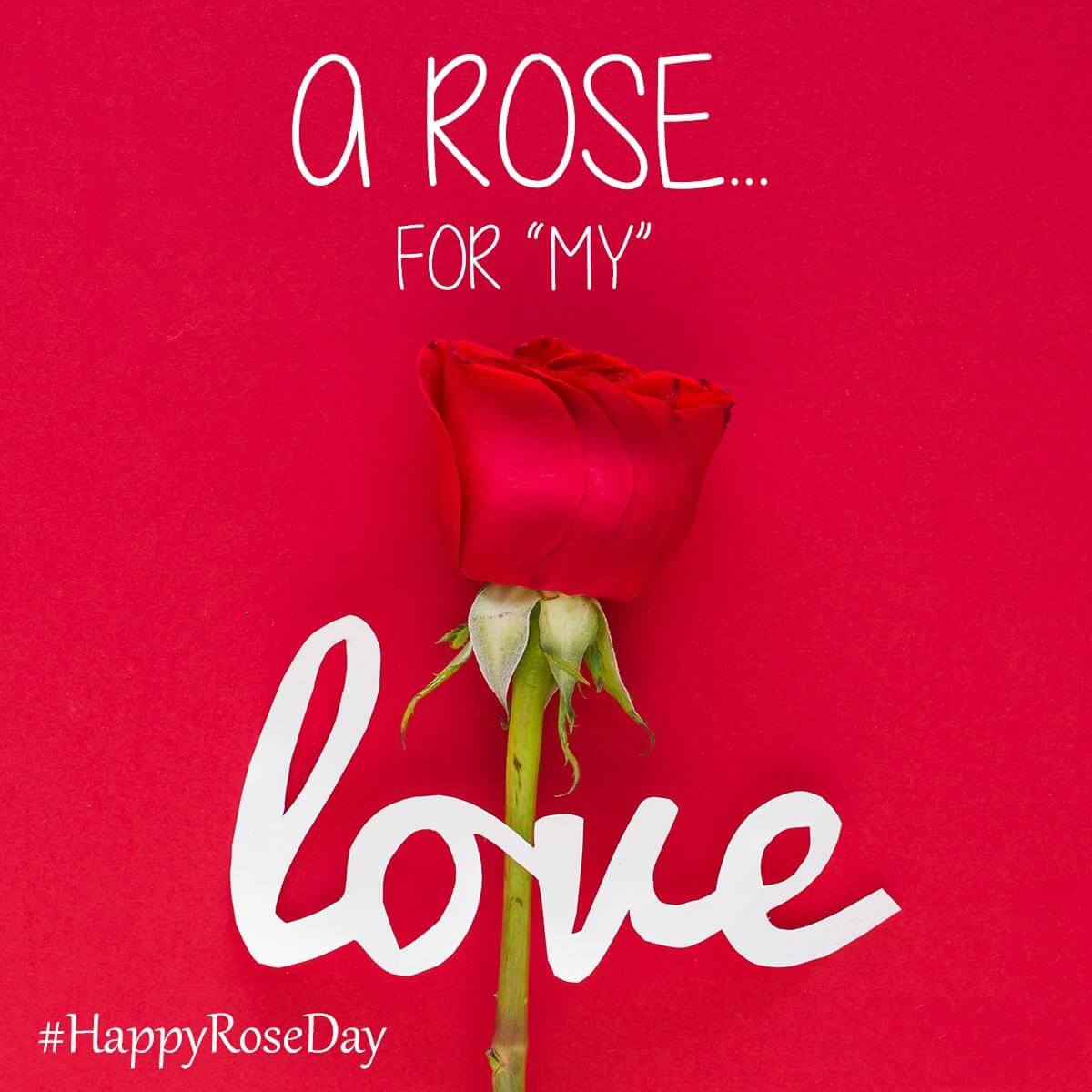 7 February 2022 - Rose Day : The First Step To Love Week ...