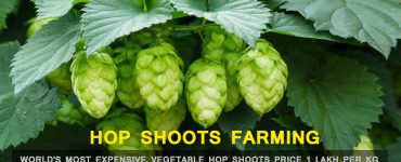 Hop Shoots