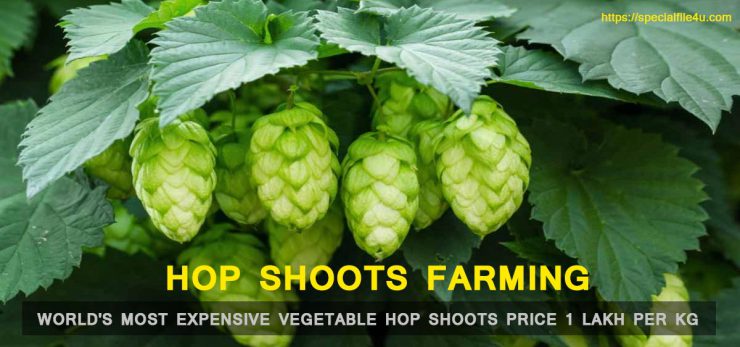 Hop Shoots